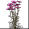 Космея 9