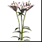 Букет Лилии 3
